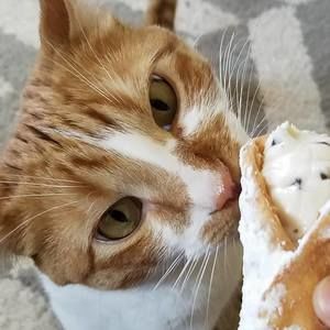 Meet your Posher, Bridget